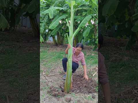 How to grow bananas to get big bunches #plantbananas #organicfarming #growingvegetables #gardenhouse