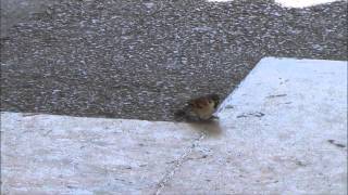 広島駅のスズメさん