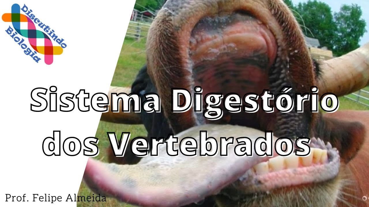 Aula de Sistema Digestório dos VERTEBRADOS - Prof. Felipe