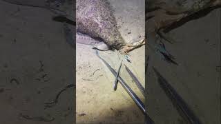 #catchthesea #fishing #rivercrab #beach #deepsea #nature #diving #fish #eel #crab