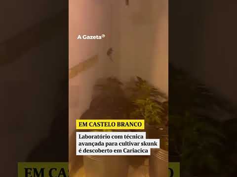 Laboratório com técnica avançada para cultivar skunk é descoberto em Cariacica #shorts #noticias