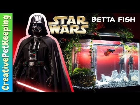 5 Gallon Betta Fish Tank Setup | Star Wars The Last Jedi Theme