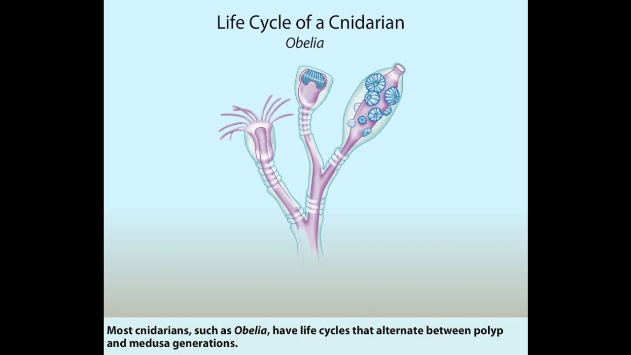 Cnidarian life cycle || Obelia || Polyp || Medusa
