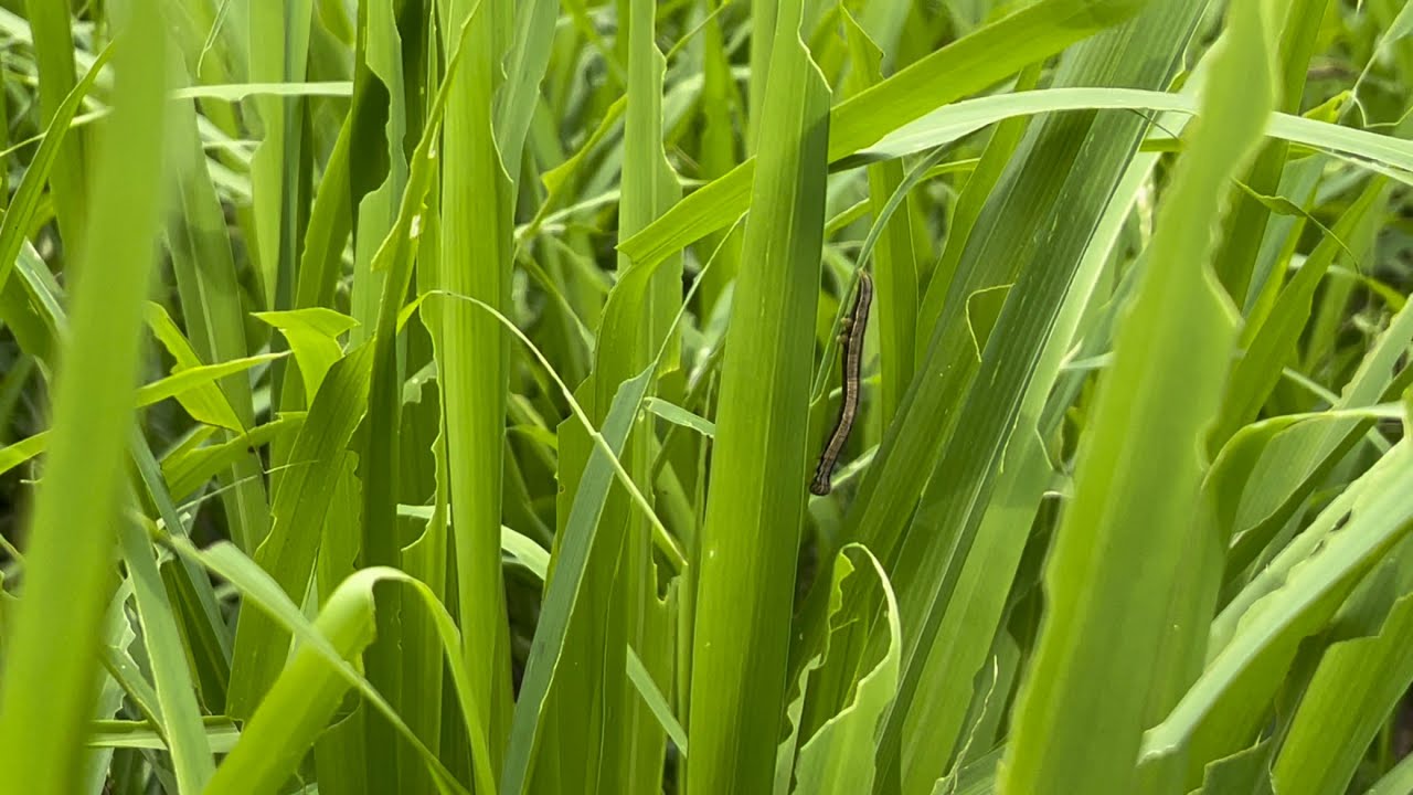 Lagarta no Pasto - o que fazer?