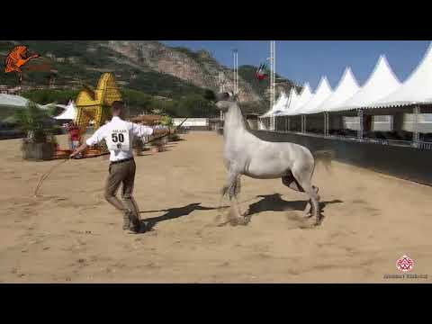 N 48 DUCHESS AMAIYAA DMC   2020 Menton Mediterranean and Arab Countries Arabian Horse Championship