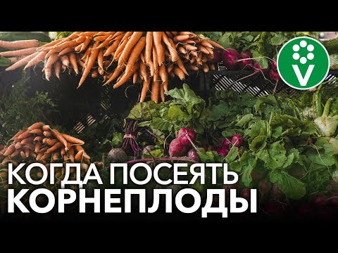 УЗНАЙТЕ ТОЧНЫЕ СРОКИ ПОСЕВА КОРНЕПЛОДОВ! Когда посеять морковь, свеклу, редис?