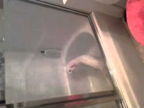 Snowball hates showers  haha