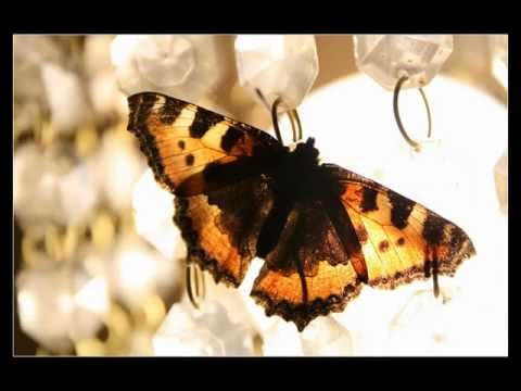 Sandra Ozolīte - Taurenīt