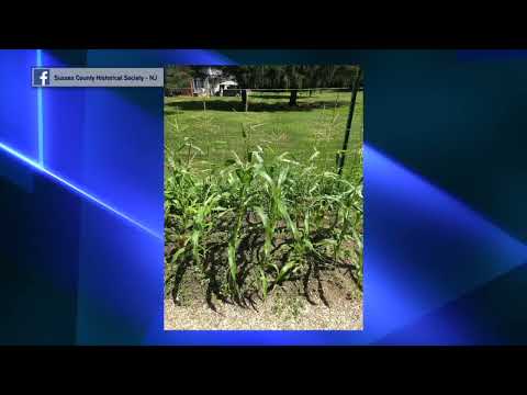 Newton Hill Family Night