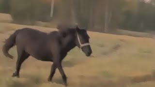 Прогулка с Эбигейл