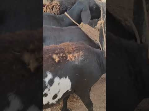animais a venda feira em canafístula de Frei Damião palmeira dos índios Alagoas