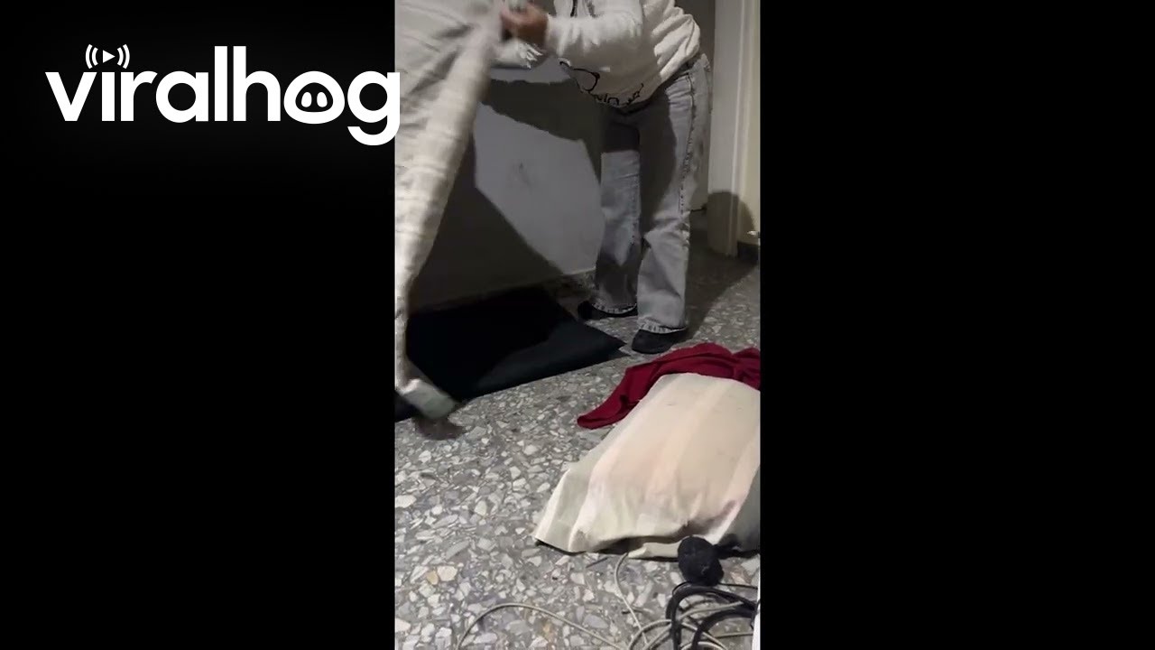 Pitbull Puppy Doesn't Understand How Her Legs Work || ViralHog
