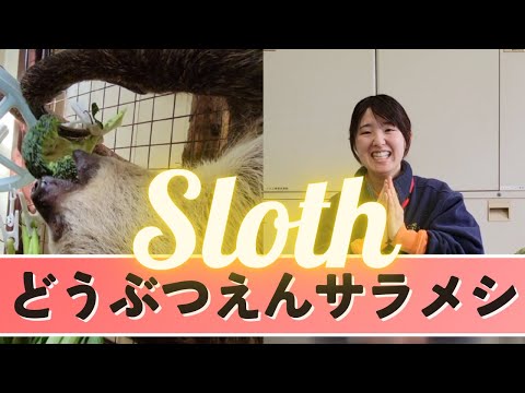 【動物園】ナマケモノと飼育員【サラメシ】#lunch #zoo #sloth