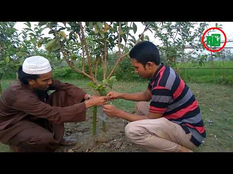 পেঁয়ারার ব্যাগিং করার সহজ পদ্ধতি