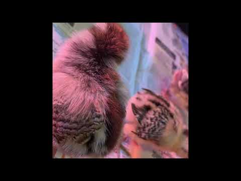 85 - And More Chicken Math