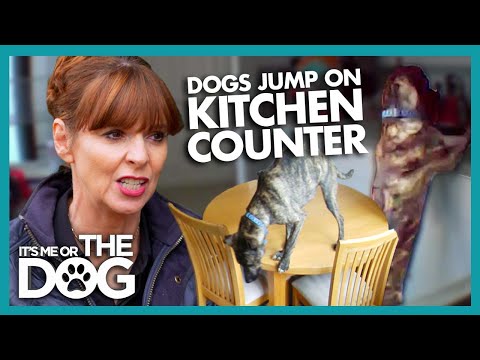 Victoria Trains A Counter Surfing Food Thief | It's Me or The Dog