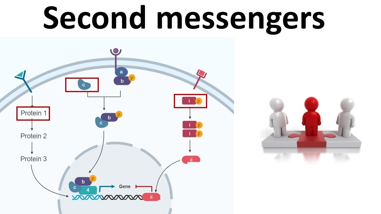 Second messengers: cAMP, cGMP, IP3 & DAG ,Calcium - YouTube