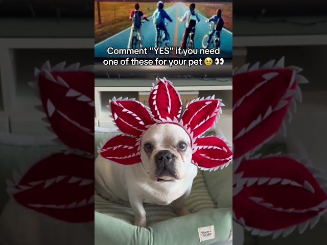 Vídeo relacionado con Sombrero de Halloween para perro Gorra Demogorgon Disfraz de gato y perro para Halloween Extraño DIY Gorra de cosplay Demodog Accesorio lindo ceepdoogle