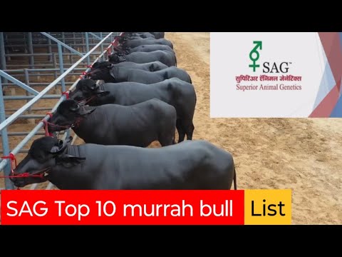 #SAG Top 10 murrah Bull List #murrah #murraha #murrahbull #bull #topbull #top10bull 