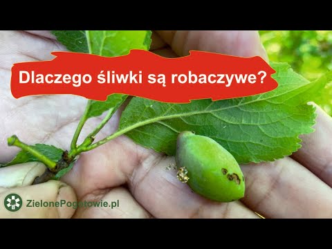 How to prevent fruit rot on plums?