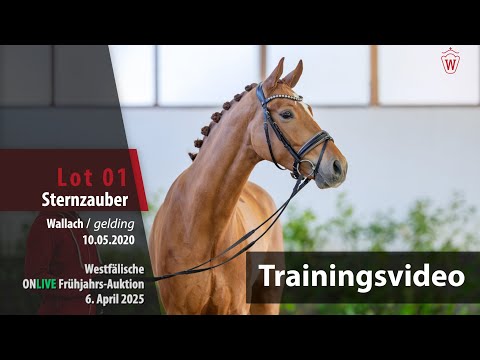 ONLIVE Frühjahrs-Auktion Training Lot 1 Sternzauber Wallach v. Sir Heinrich - Don Juan de Hus