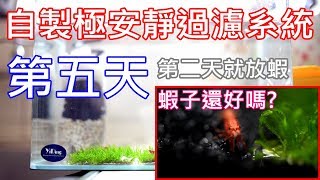 DIY 極安靜過濾系統 | 第二天就放蝦!? | 蝦子還好嗎?