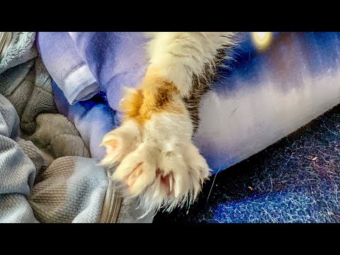 Why your cat lets you touch its paw 🐾