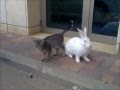 Rabbit and kitty in love 