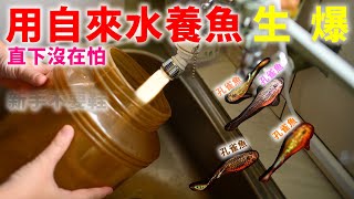 用自來水直下養孔雀魚生態缸 圓心萍 槐葉萍 無打氣無過濾