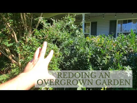 Renovating Our Front Garden by Pruning the 'Otto Luyken' Cherry Laurels