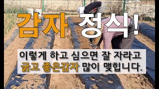 감자 정식 이렇게 하고 심으면 잘 자라고 굵고 좋은 감자 많이 맺힙니다. #주말농장 감자가꾸기.