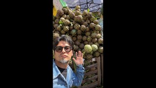 【いきなりLIVE】カルチョーフォ・ロマネスコ祭りから/Sagra di Carciofo Romanescoに行ってきた