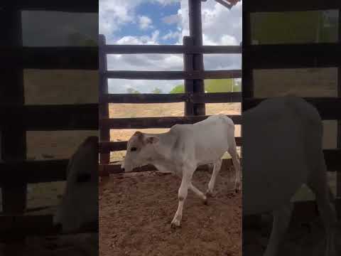 14 Bezerros: 1.800 reais cada em Cedro/ Ceará. Whatsapp 84 99810 2784*#gado