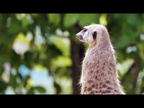 mind relaxing sound and nature | therapy ASMR