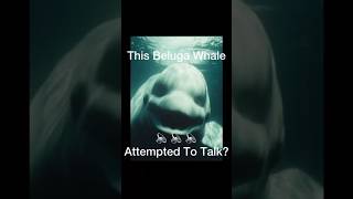 The Whale That Sounds Like a Human Voice 😱 #shorts #fyp #animals
