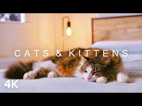CATS & KITTENS in 4K | 2 Hours | Relaxing Ambient Piano Music Cute Pets