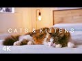 CATS KITTENS In 4K 2 Hours Relaxing Ambient Piano Music Cute Pets