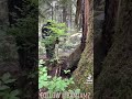 BIGFOOT CAUGHT ON CAMERA 2021 BEST VIDEO FOOTAGE EVER 4K YETI SASQUATCH AUTHENTIC REAL