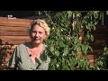 'Eetbare' woonwijk in Leidsche Rijn [RTV Utrecht]