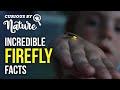 Why Do Fireflies Glow? Fast Firefly Facts