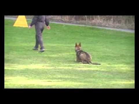 Fatal Xerro Aykmar - 8,5 months