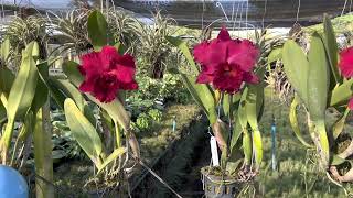 Cattleya Red blooming Rlc.Nadia Song (Middle),Rlc.Thaksina Red (Left),Rlc.Siam Red King (Right)