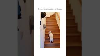 Dog enjoying climbing stairs in a 3 different way😅.🐕🐾 Subscribe for more.