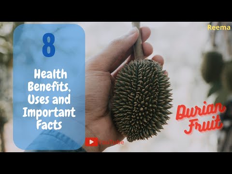 Giant fresh durian from the tree - Wonderful durian Fruit