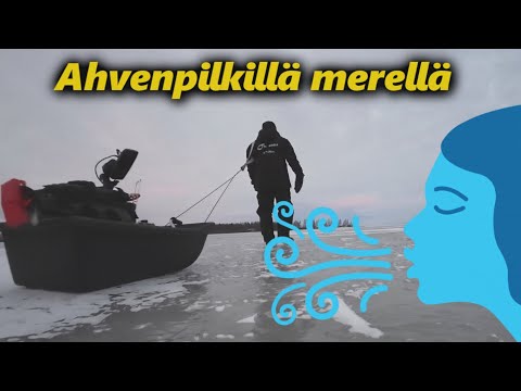 Pilkitään ahventa Iin praavassa