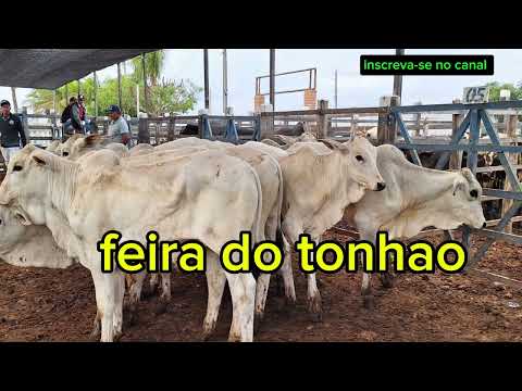 Explorando a pecuária na feira do gado em Monte Alegre sergipe 16 maio 2024
