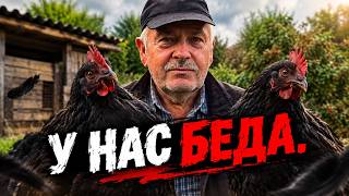 Куриный детектив. Как мы искали пропажу. Дождёмся ли мы коричневых яиц?