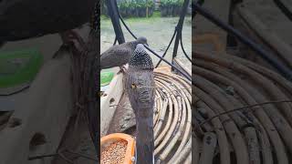 Download lagu PIKAT TEKUKUR NGAMUK Efek Musim Hujan #tekukurnusantara #balam #tekukur #terkukur #shortvideo mp3