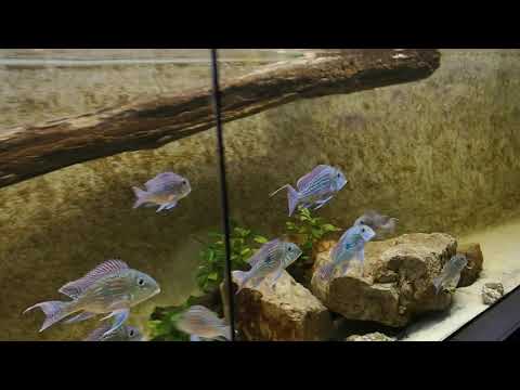 Geophagus sveni Rio Parana