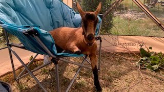 Gold Springs Park with our pet goat | 2023 Camper Van Travels Part 3